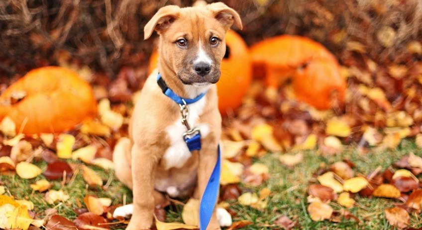 American Staffordshire Terrier German Shepherd Mix Puppy