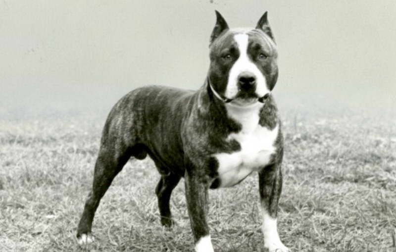 American Staffordshire Terrier History