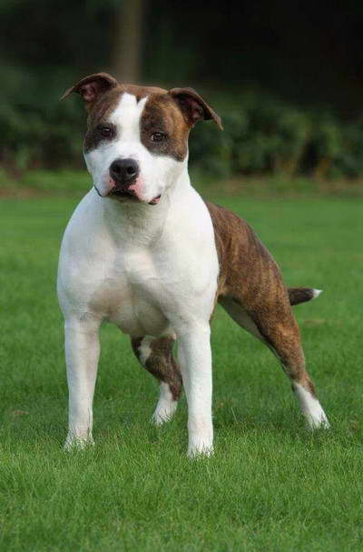 American Staffordshire Terrier Kennels