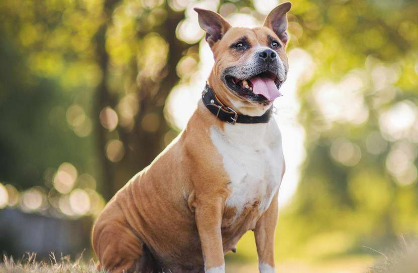 American Staffordshire Terrier Mixed With Lab