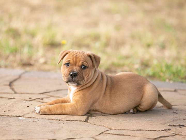 American Staffordshire Terrier Puppies For Sale in PA