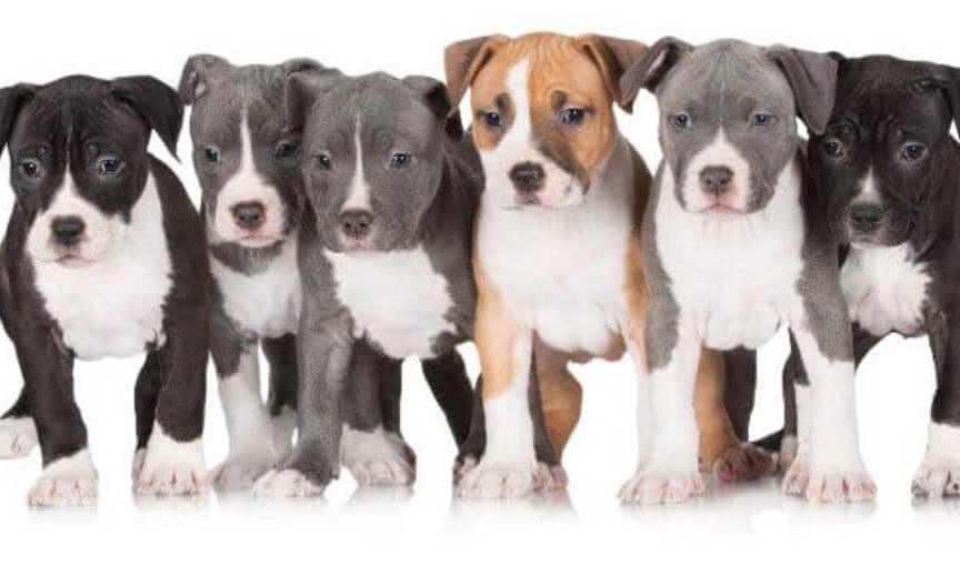 American Staffordshire Terrier Puppies For Sale in Texas