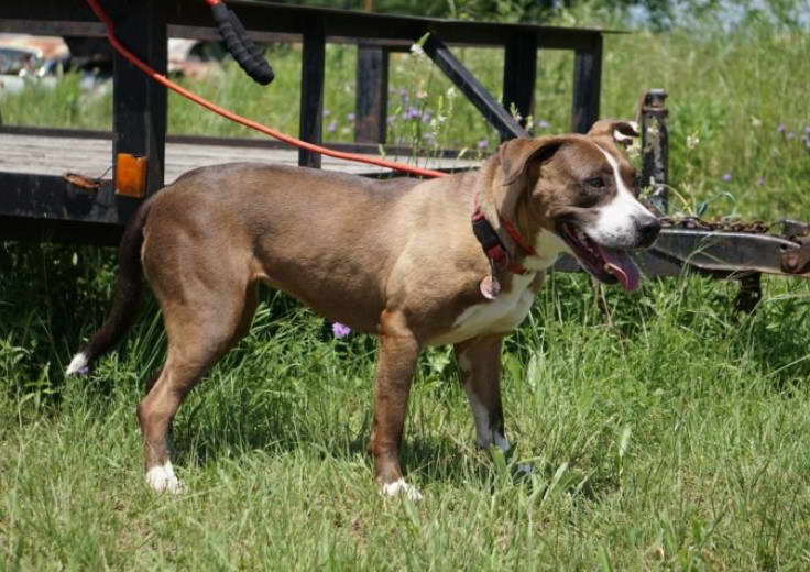 American Staffordshire Terrier Shepherd Mix