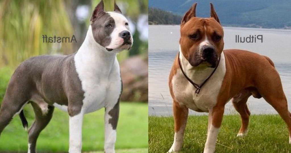 American Staffordshire Terrier vs American Pitbull