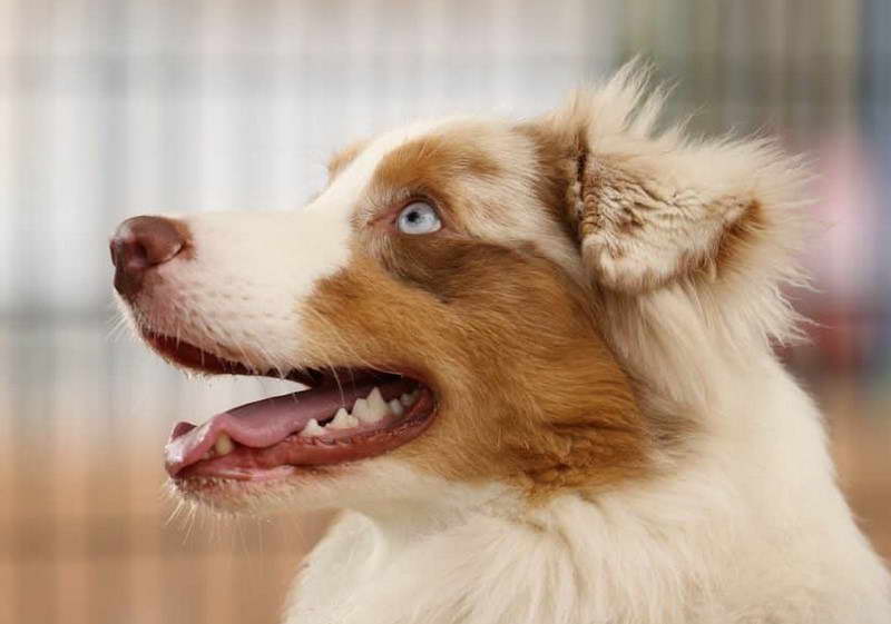 Australian Shepherd Terrier Mix Puppy