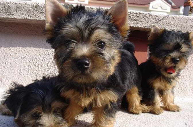 Australian Silky Terrier For Sale