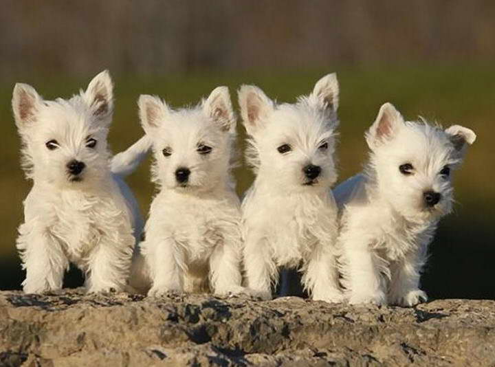 Baby Terrier