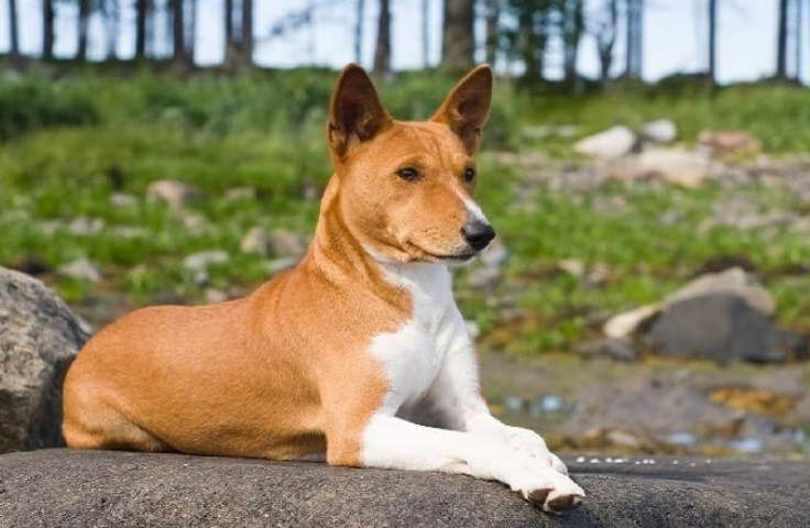 basenji Jack Russell Terrier Mix