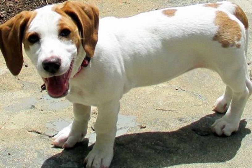 Basset Terrier Mix