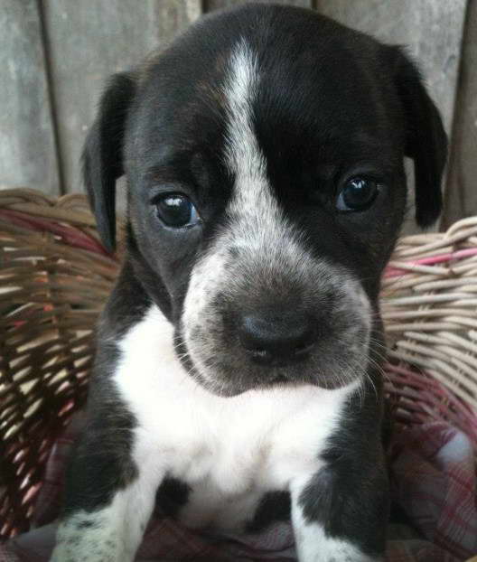 Beagle Border Terrier Mix