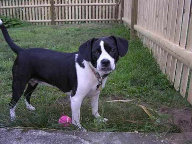 Beagle Boston Terrier Mix Puppy