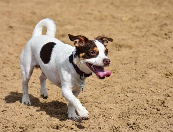 Beagle Rat Terrier Mix Puppy