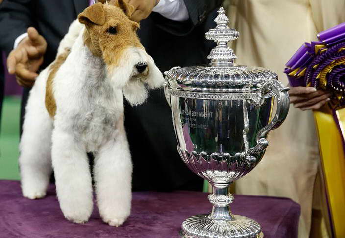 Best in Show Terrier