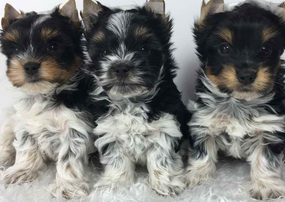 Biewer Terrier For Sale California