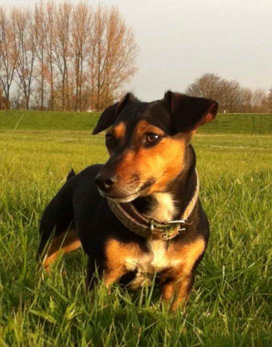 Black And Brown Jack Russell Terrier