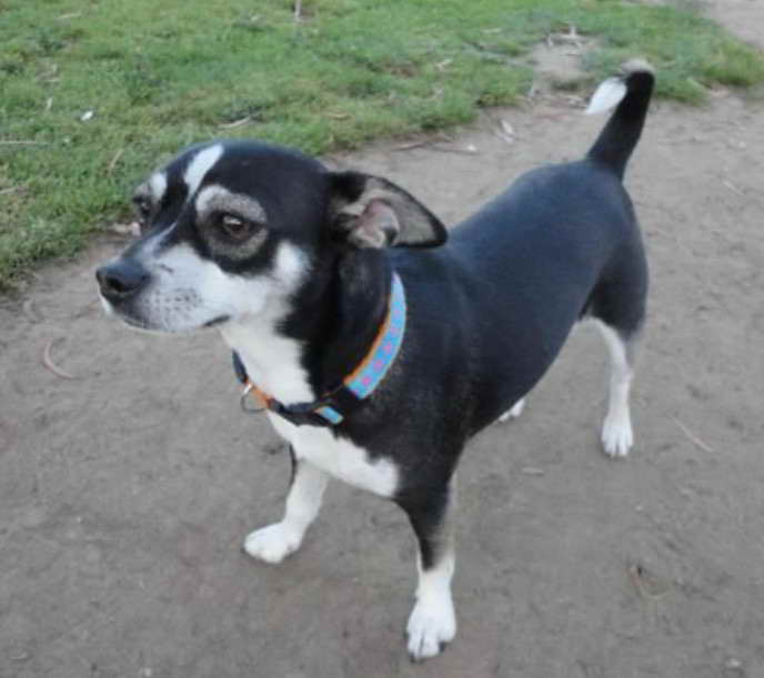 Black And Brown Rat Terrier