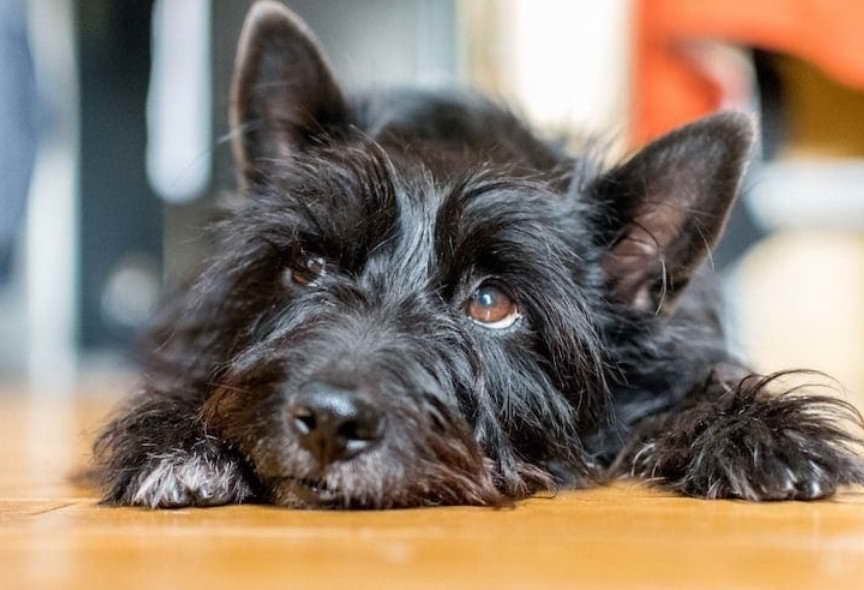 Black Cairn Terrier Mix