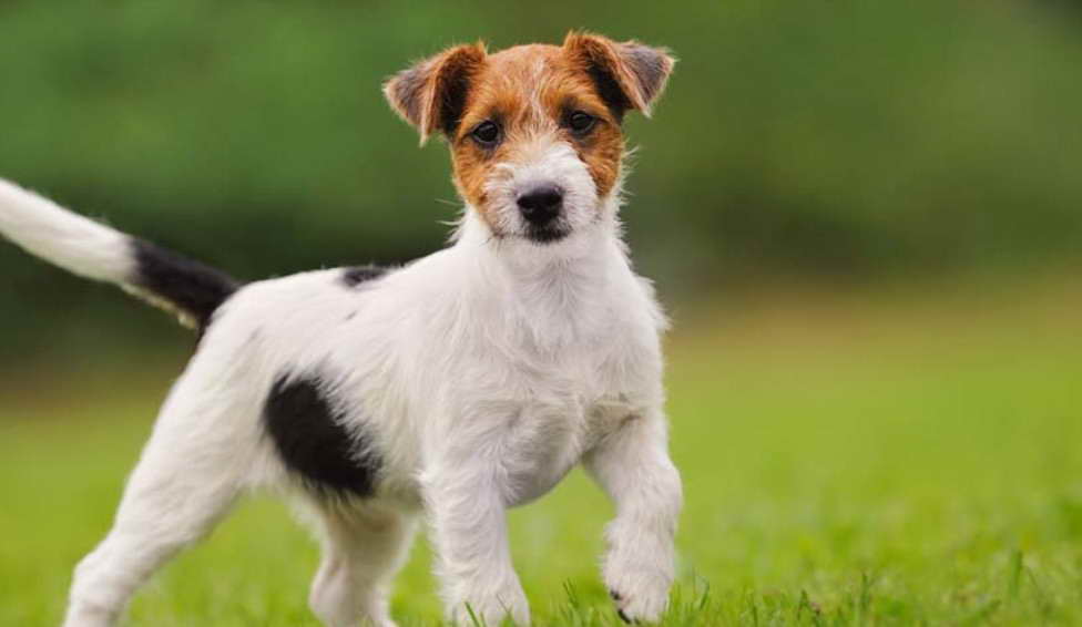 Black Full Grown Jack Russell Terrier