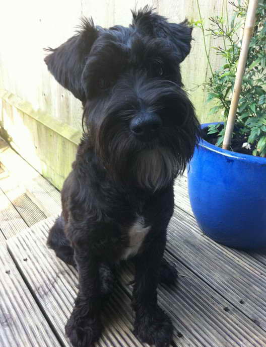 Black Schnauzer Terrier Mix