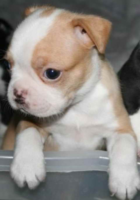 Blonde Boston Terrier