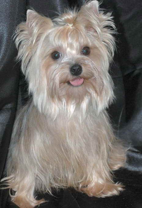 Blonde Yorkshire Terrier