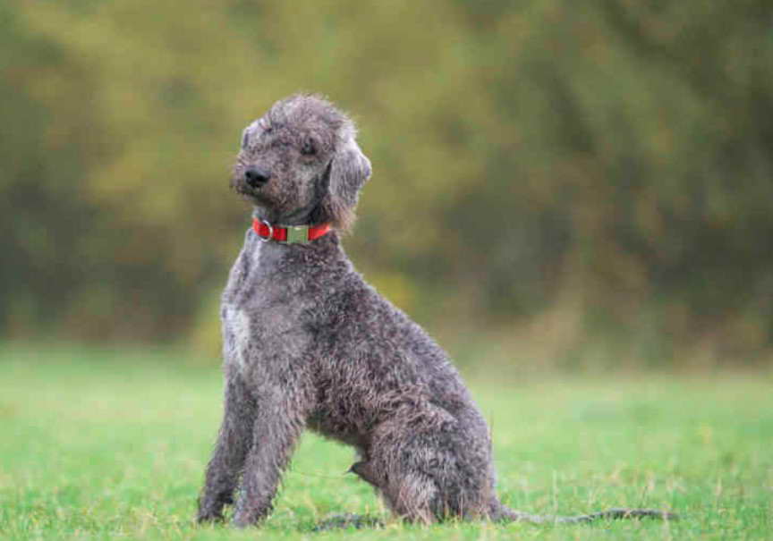 Blue Bedlington Terrier