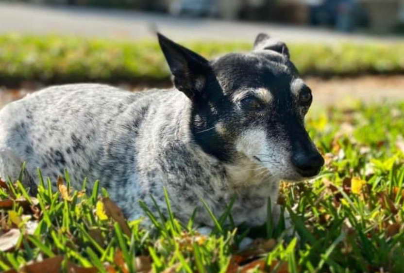 Blue Heeler And Rat Terrier Mix