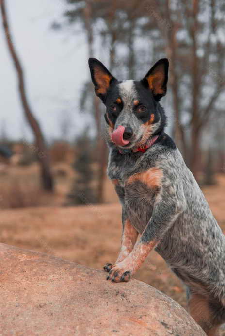 Blue Heeler Terrier