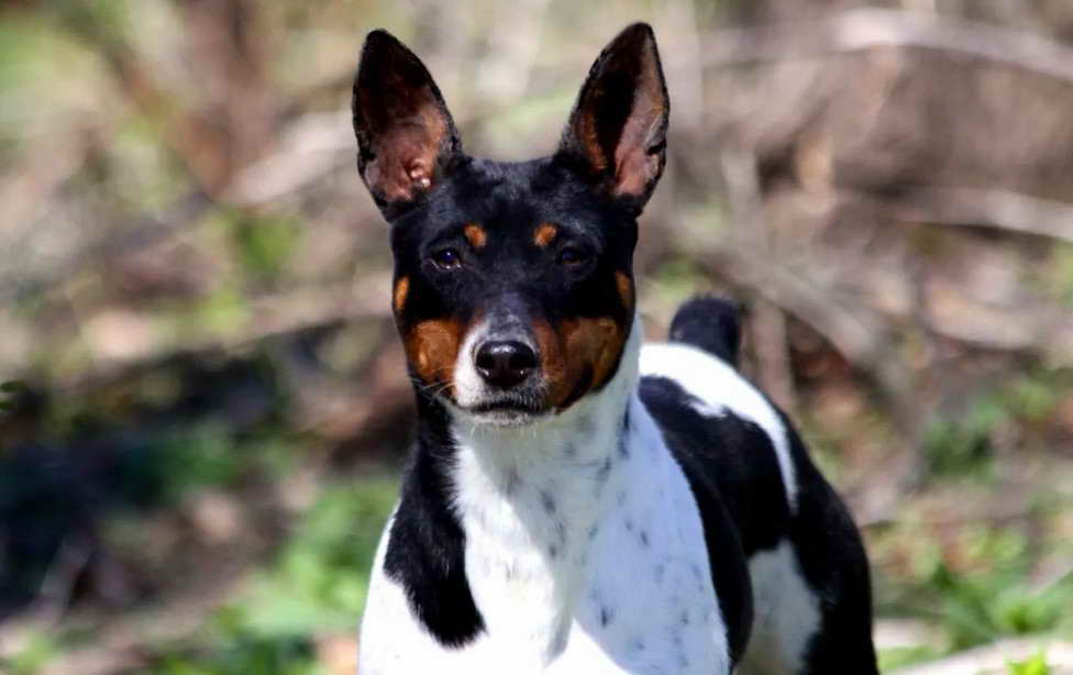 Blue Merle Rat Terrier Puppies For Sale