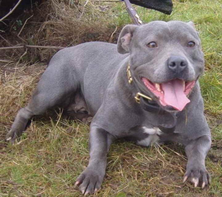 Blue Staffordshire Bull Terrier For Sale