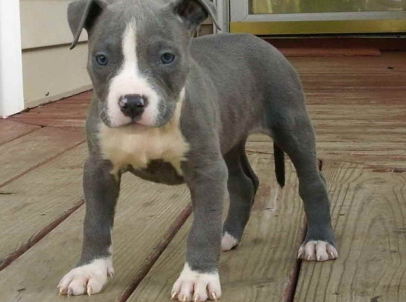 Blue Staffordshire Terrier Puppies