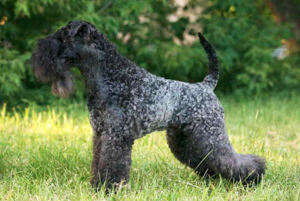 Blue Terrier Dog