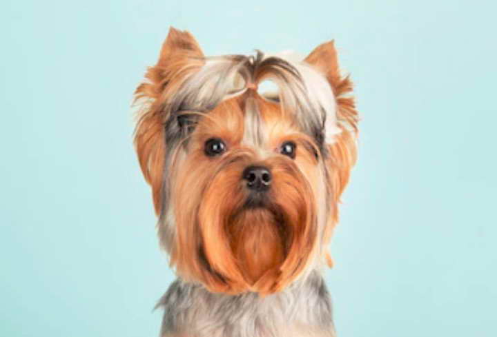 Blue Yorkshire Terrier