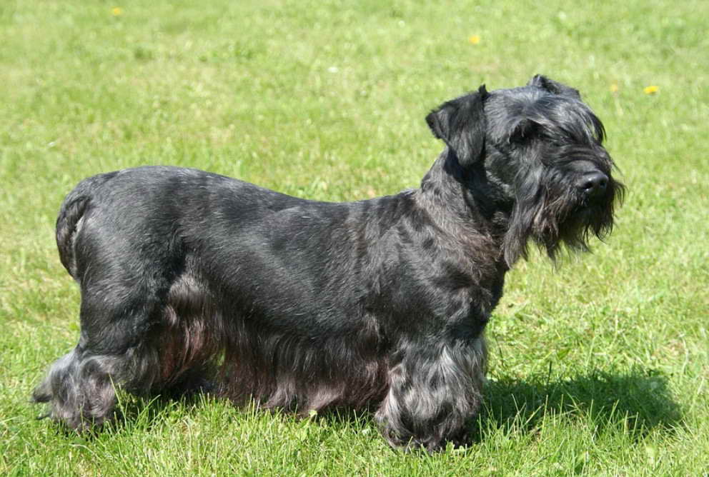 Bohemian Terrier