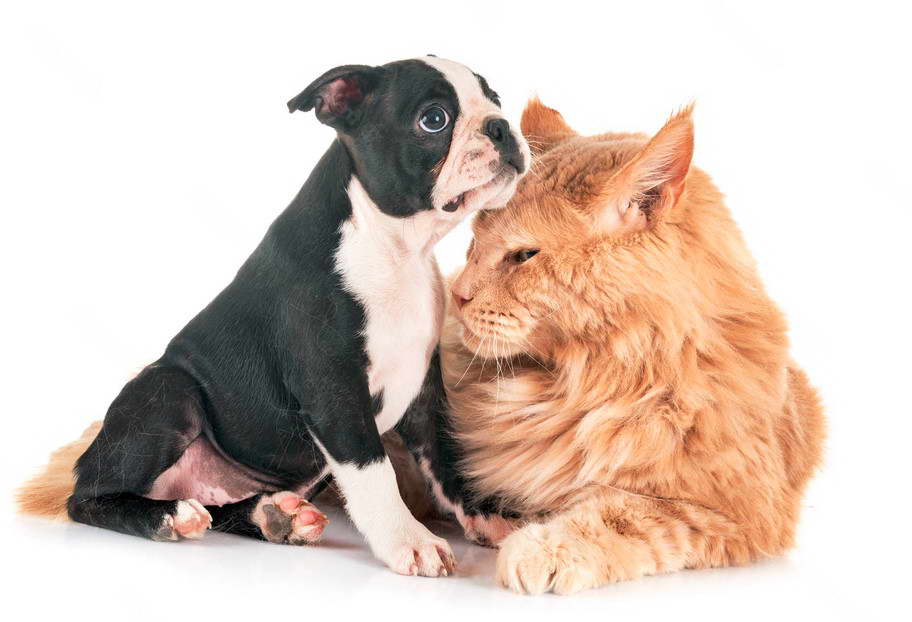 Boston Terrier And Cats