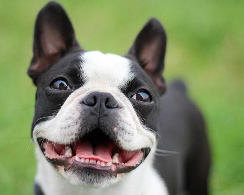 Boston Terrier And Corgi Mix