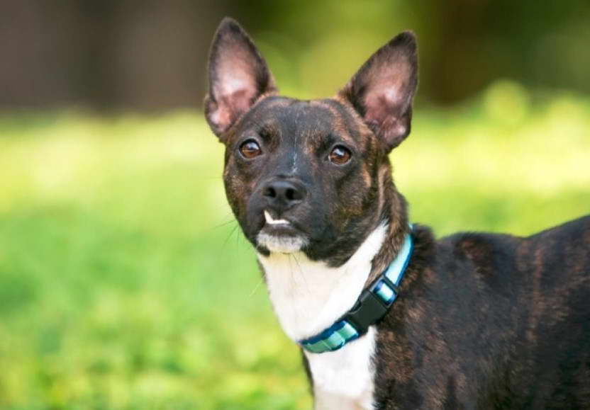 Boston Terrier And Pomeranian Mix