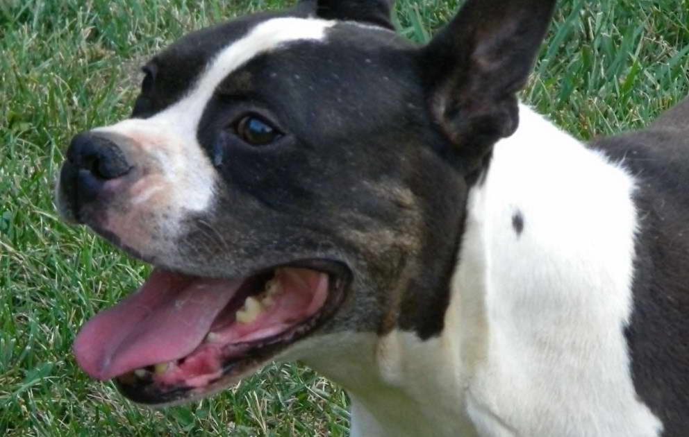 Boston Terrier Boxer Mix Puppies