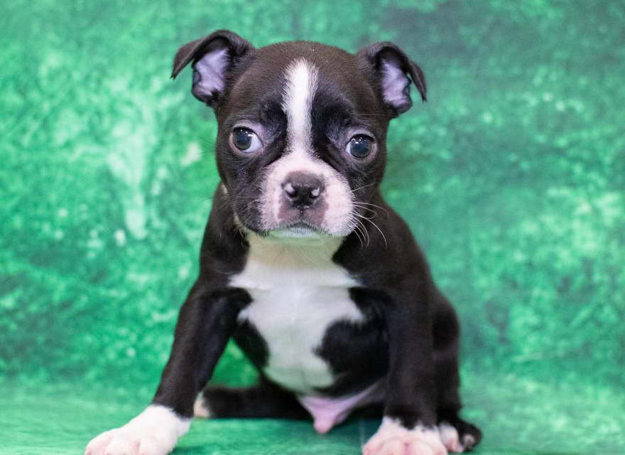 Boston Terrier Breeders Colorado