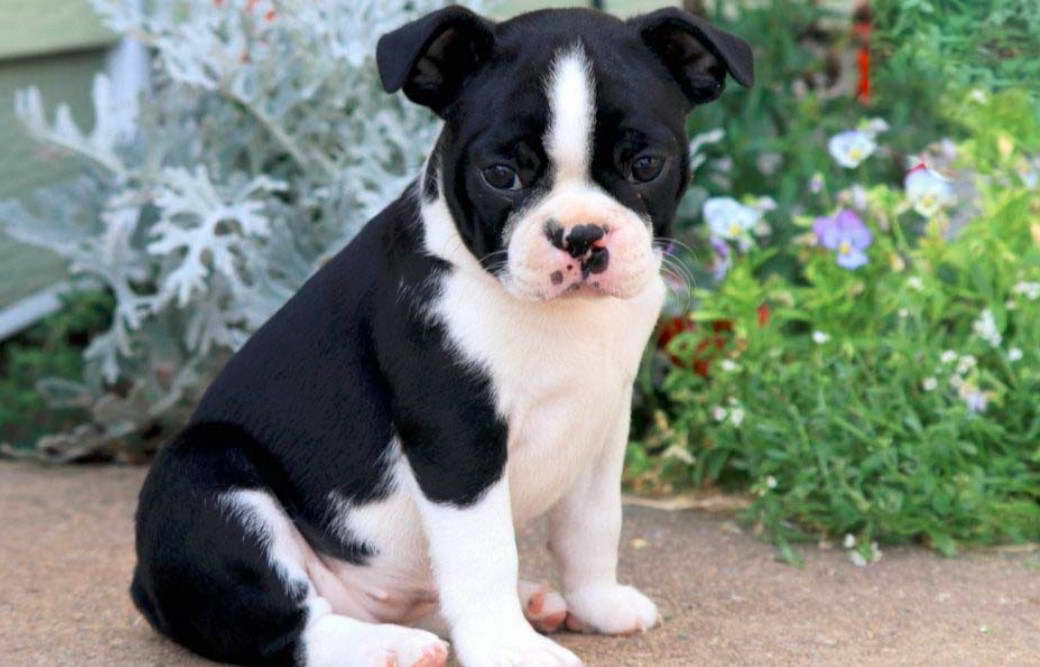 Boston Terrier Breeders in Maryland