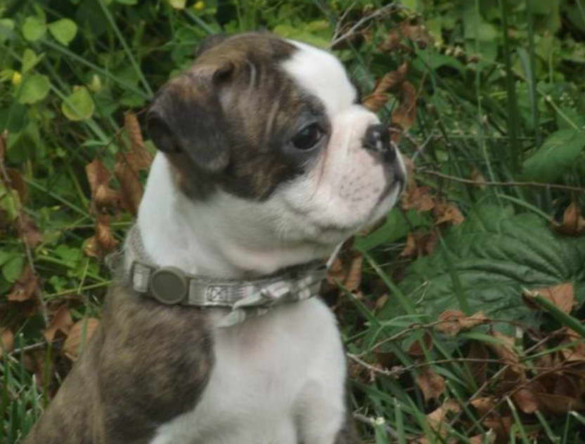 Boston Terrier Breeders Indiana