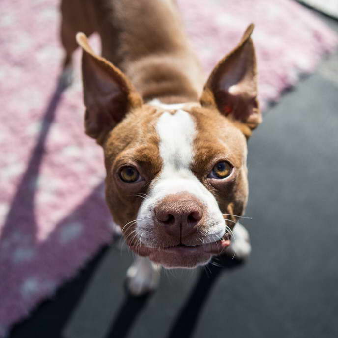 Boston Terrier Breeders Oregon