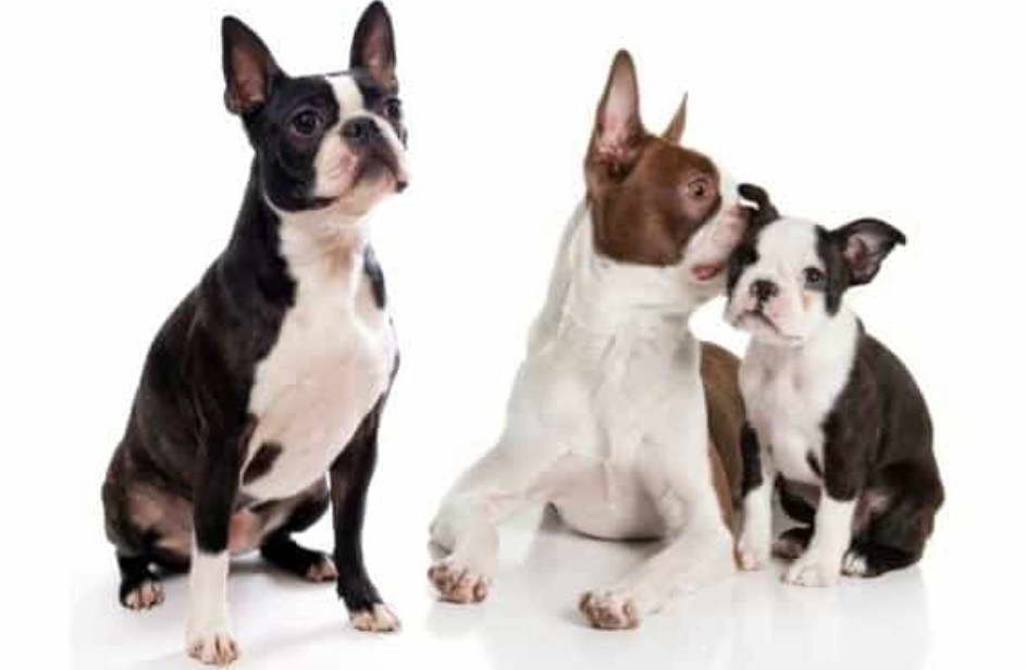 Boston Terrier California