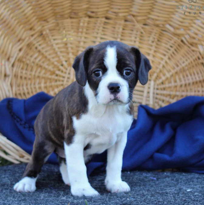 Boston Terrier Cavalier Mix