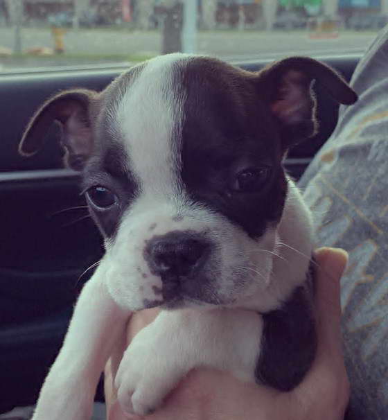 Boston Terrier Colorado