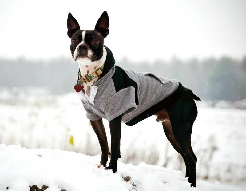 Boston Terrier Dog Clothes