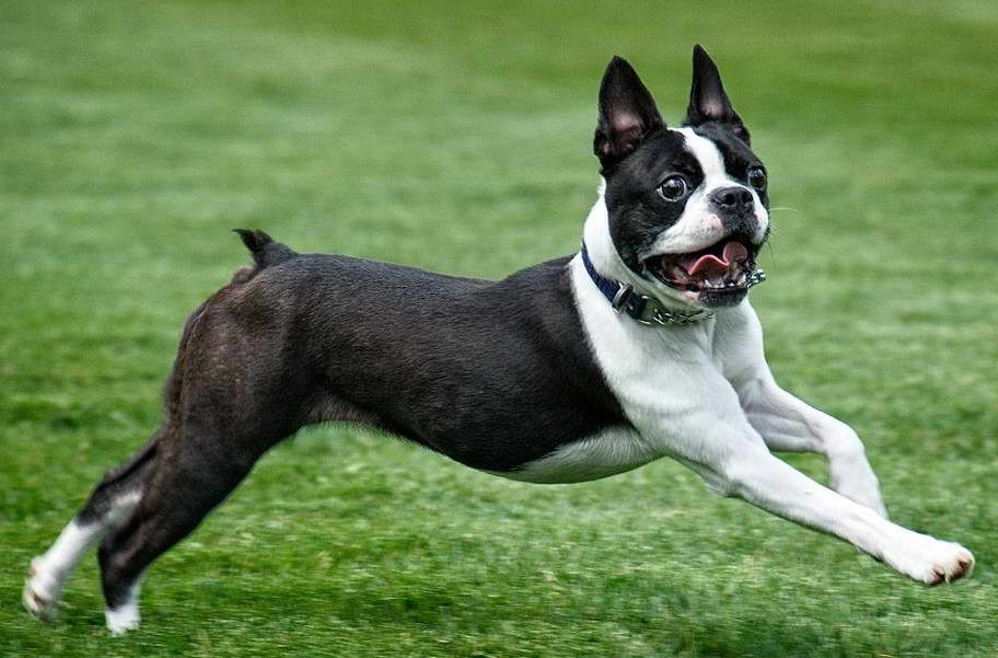 Boston Terrier Energy Level