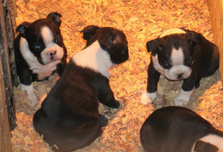 Boston Terrier Farm