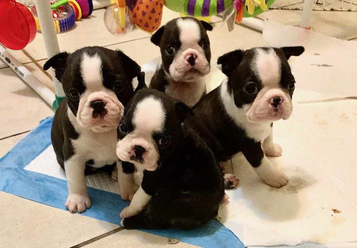 Boston Terrier For Sale Alabama