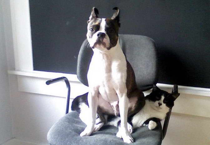 Boston Terrier For Sale Colorado